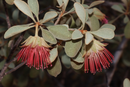 Image of Diplolaena Mollis (Diplolaena mollis) by (c) Tim Hammer, some rights reserved (CC BY)