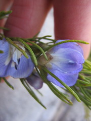 Psoralea speciosa