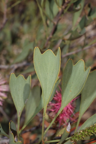 Image of Grevillea rogersoniana by (c) Tim Hammer, some rights reserved (CC BY)