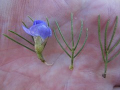 Psoralea speciosa