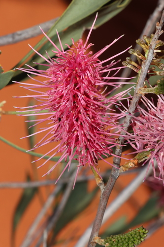Image of Grevillea rogersoniana by (c) Tim Hammer, some rights reserved (CC BY)