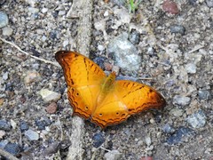 Vindula dejone erotella