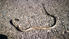 Hierophis viridiflavus