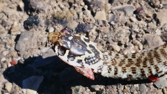 Hierophis viridiflavus