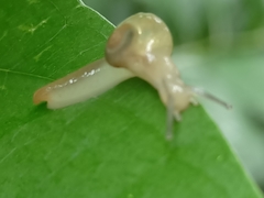 Helicarion perfragilis