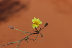 Goodenia berardiana