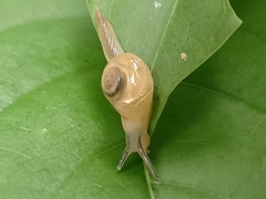Helicarion perfragilis