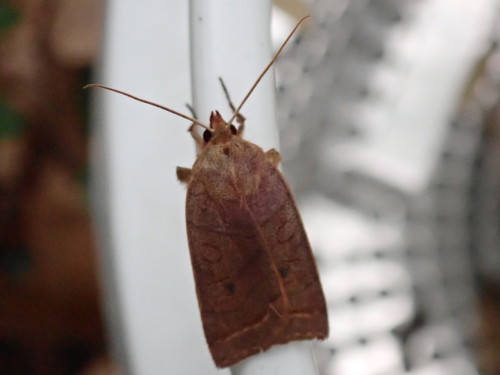 Pointed Sallow photo 4