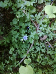 Hesperocodon hederaceus