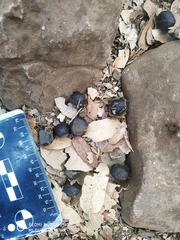 Dama mesopotamica