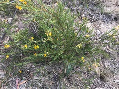 Pultenaea euchila