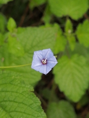 Jacquemontia evolvuloides