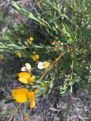Pultenaea euchila