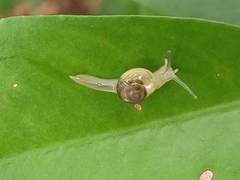 Helicarion perfragilis