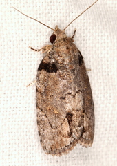 Etanna clopaea