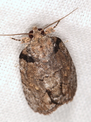 Etanna clopaea