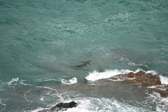 Arctocephalus forsteri
