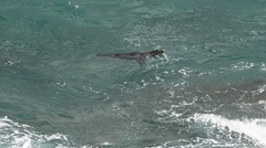 Arctocephalus forsteri