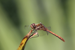 Sympetrum striolatum