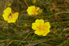 Potentilla aurea