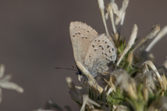 Satyrium behrii