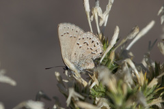 Satyrium behrii