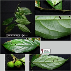 Microdesmis caseariifolia