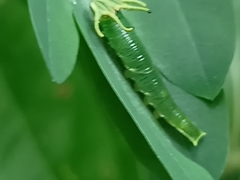 Polyura hebe plautus