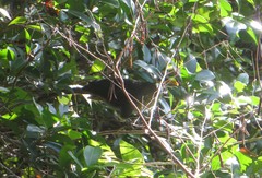 Ceuthmochares australis