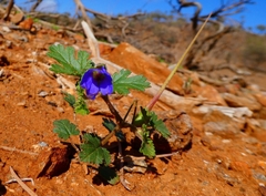 Erodium cygnorum