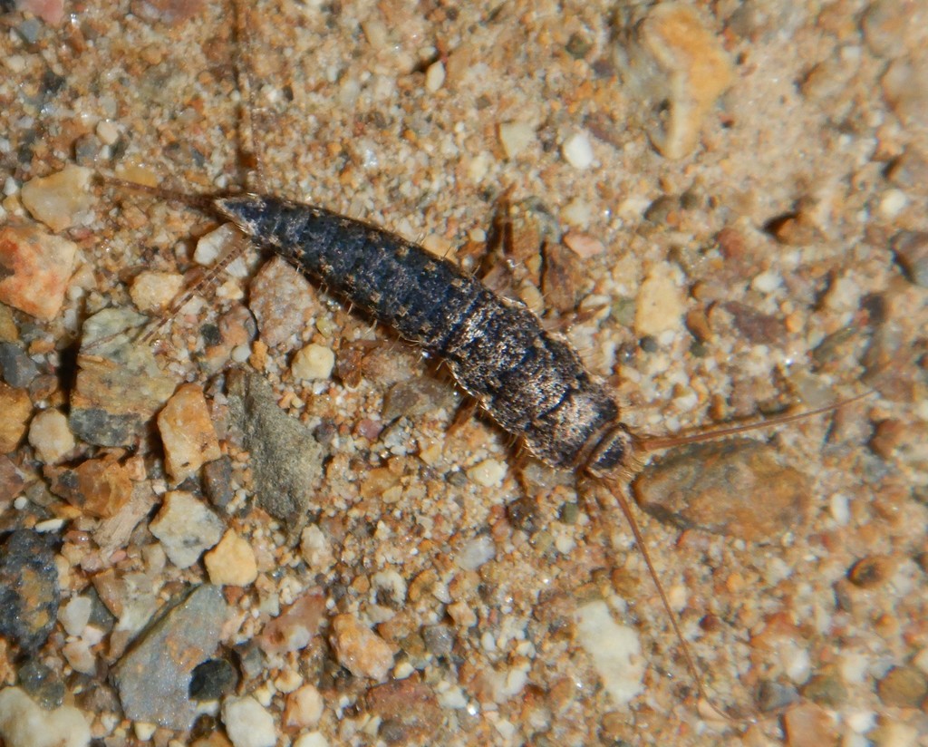 Acrotelsella
