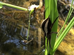 Pisaurina brevipes