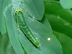 Polyura hebe plautus