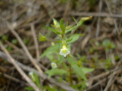 Gratiola neglecta