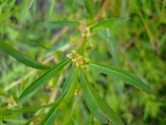 Ludwigia polycarpa