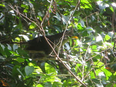 Ceuthmochares australis