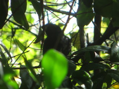 Ceuthmochares australis