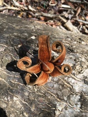 Adansonia suarezensis