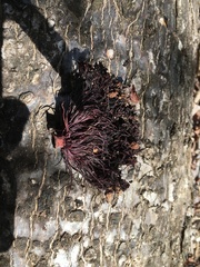 Adansonia suarezensis