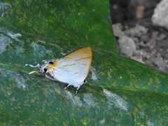 Hypolycaena thecloides
