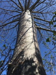 Adansonia suarezensis