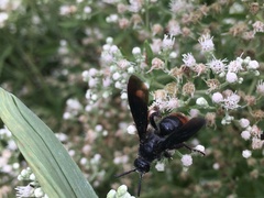 Scolia dubia haematodes