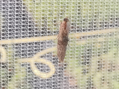 Nephopterix angustella