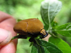 Hologymnetis cinerea