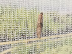Nephopterix angustella