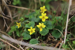 Viola biflora