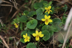 Viola biflora