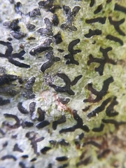 Phaeographis dendritica