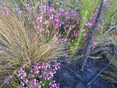 Erica cubica