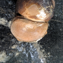 Pila globosa
